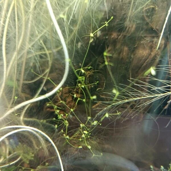 Utricularia chiakiana (Utricularia chiakiana)