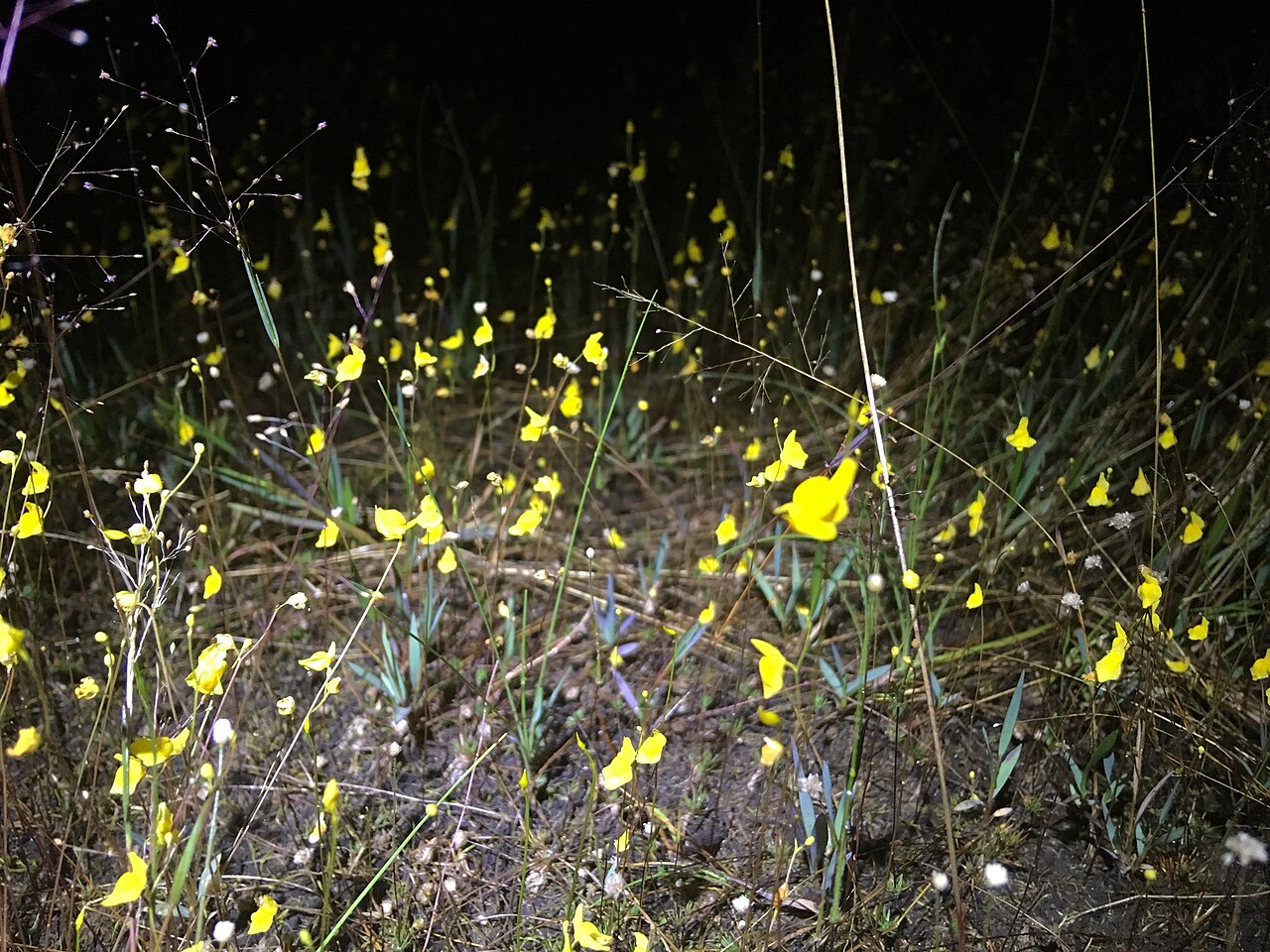 Utricularia chiribiquetensis: Utricularia chiribiquetensis