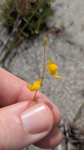 Utricularia chiribiquetensis (Utricularia chiribiquetensis)