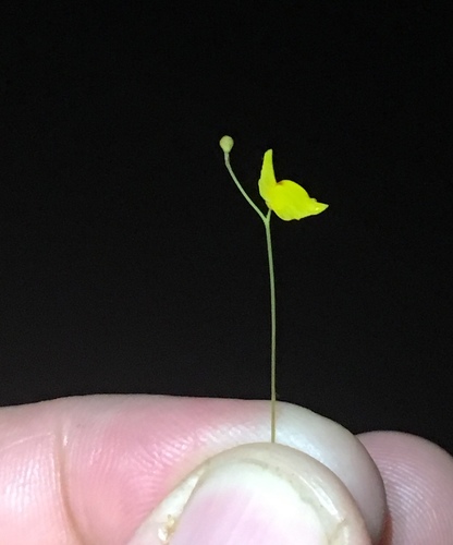 Utricularia chiribiquetensis (Utricularia chiribiquetensis)