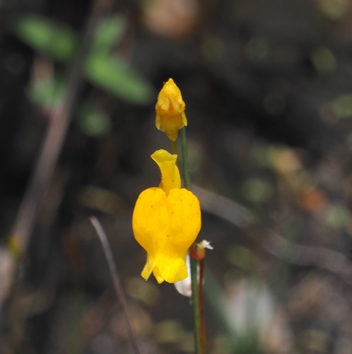 Utricularia chiribiquetensis (Utricularia chiribiquetensis)