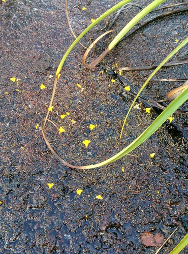 Utricularia choristotheca (Utricularia choristotheca)