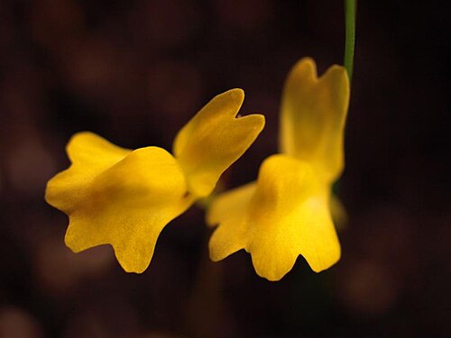 Utricularia chrysantha: Utricularia chrysantha