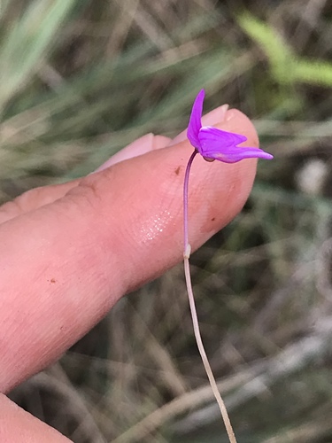 Utricularia cucullata (Utricularia cucullata)