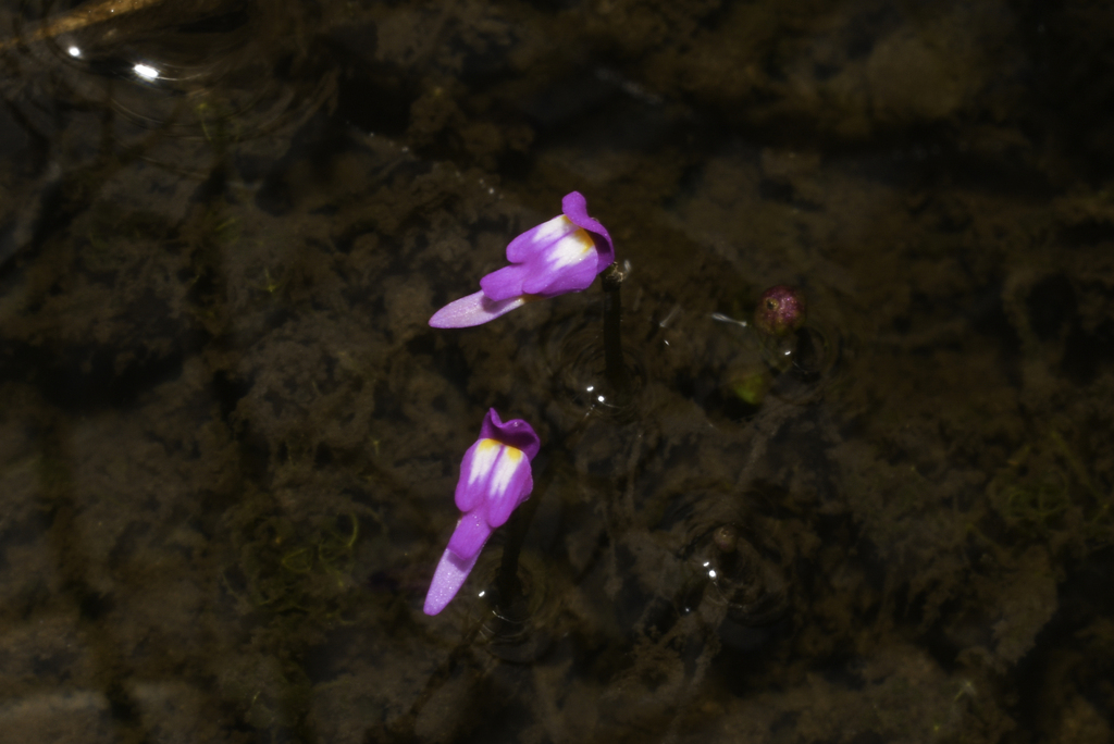 Utricularia cucullata (Utricularia cucullata)