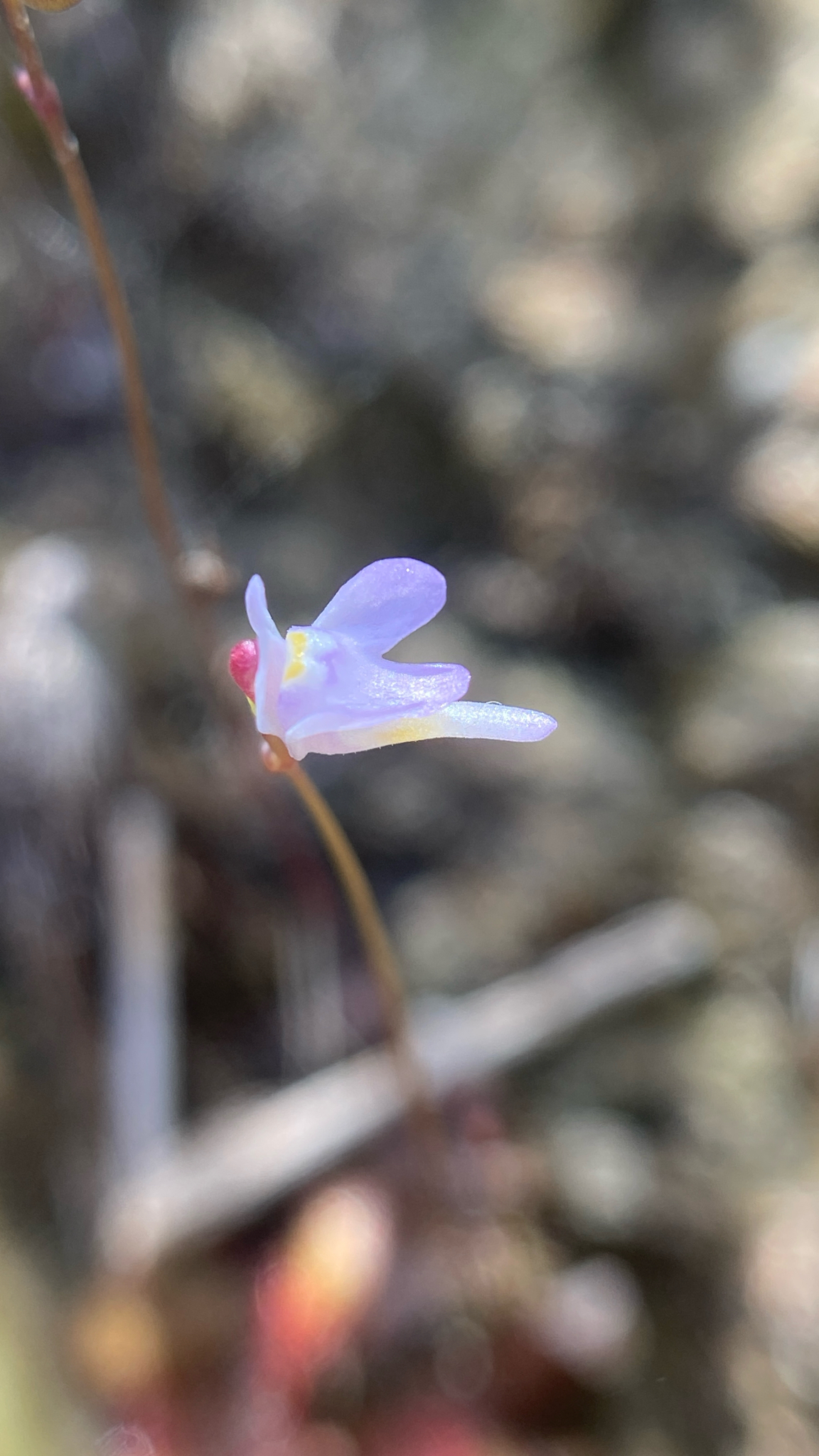 Utricularia damazioi: Utricularia damazioi, Rio Paranaíba, MG, BR, 2025-05-10 (iNaturalist).
