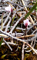 Utricularia delicatula (Utricularia delicatula)
