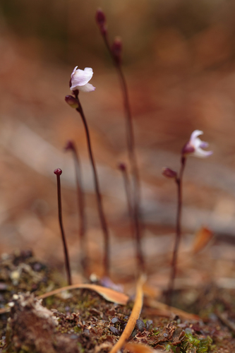 Utricularia delicatula (Utricularia delicatula)