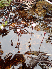 Utricularia delicatula (Utricularia delicatula)