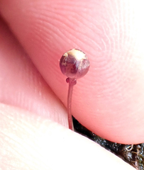 Utricularia delicatula (Utricularia delicatula)