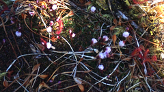 Utricularia delicatula (Utricularia delicatula)