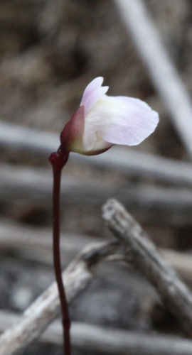 Utricularia delicatula (Utricularia delicatula)