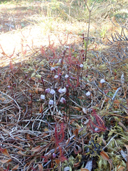 Utricularia delicatula (Utricularia delicatula)