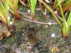 Utricularia delicatula (Utricularia delicatula)