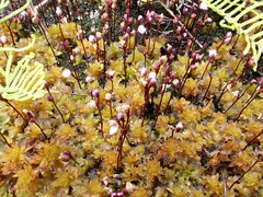Utricularia delicatula (Utricularia delicatula)
