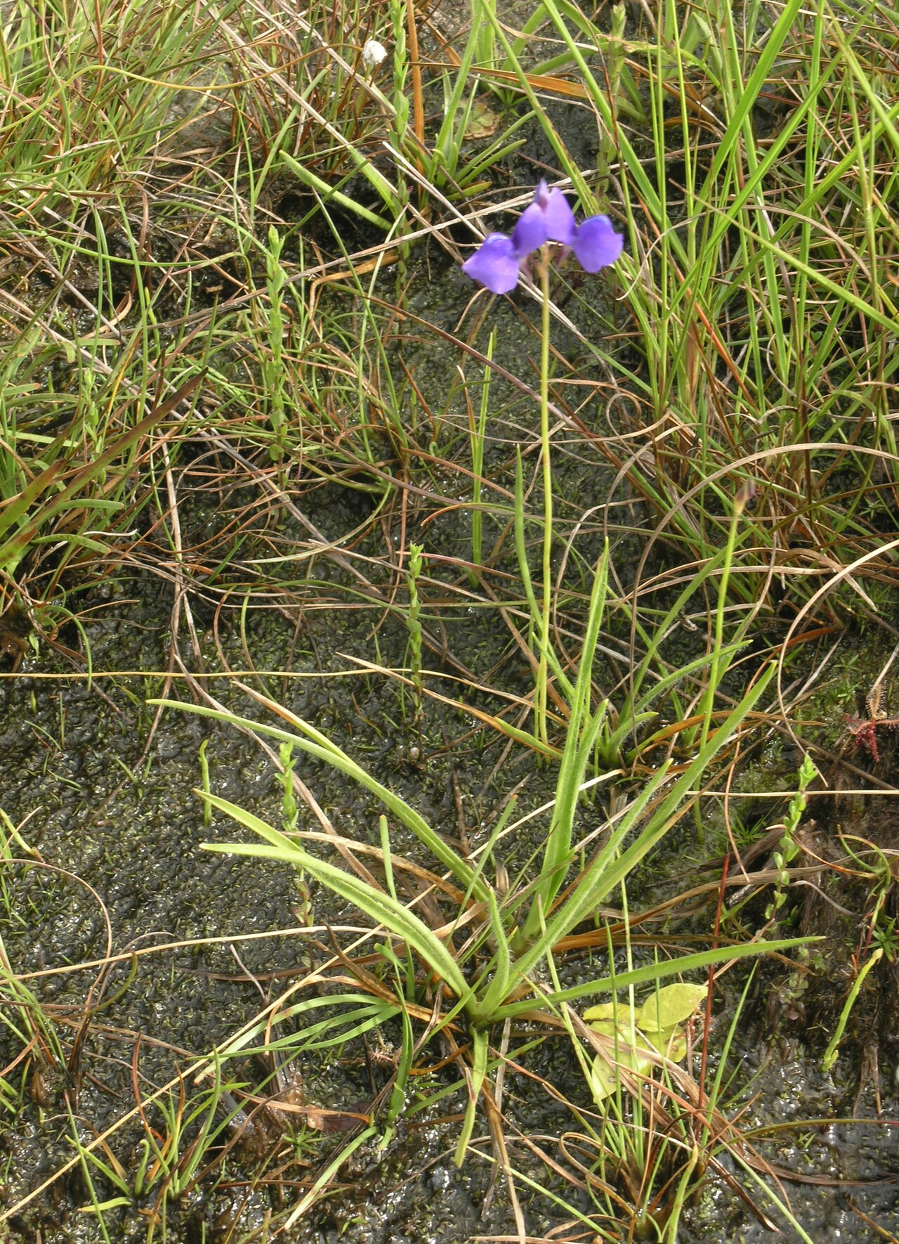 Utricularia delphinioides: Utricularia delphinioides