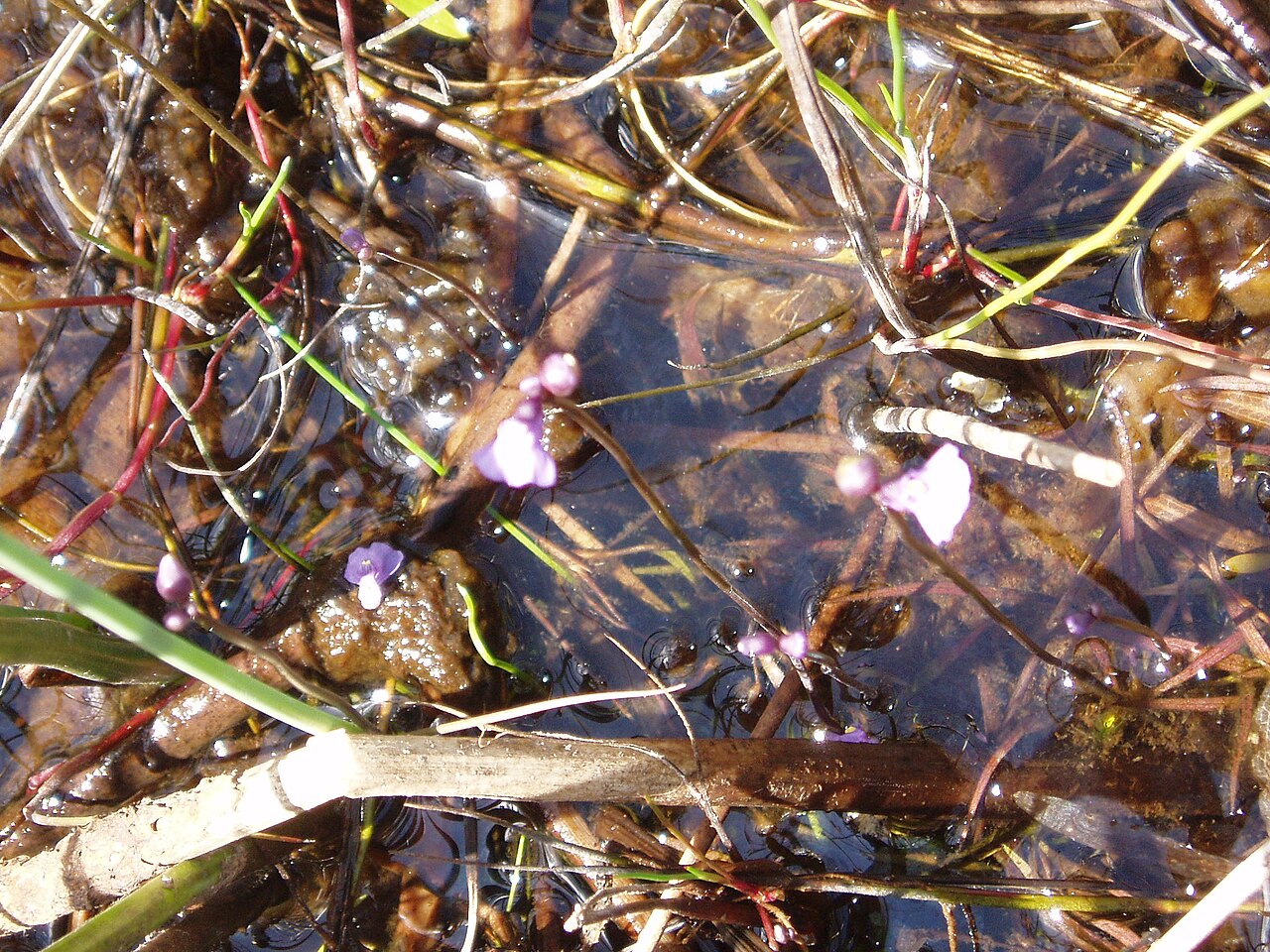 Utricularia dichotoma (Utricularia dichotoma)