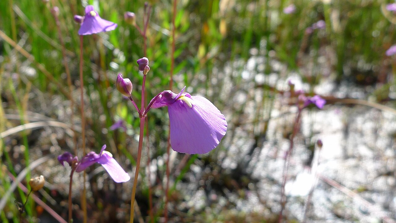 Utricularia dichotoma: Fairy Aprons, Utricularia dichotoma . Dharawal National Park, NSW Australia, January 2014.