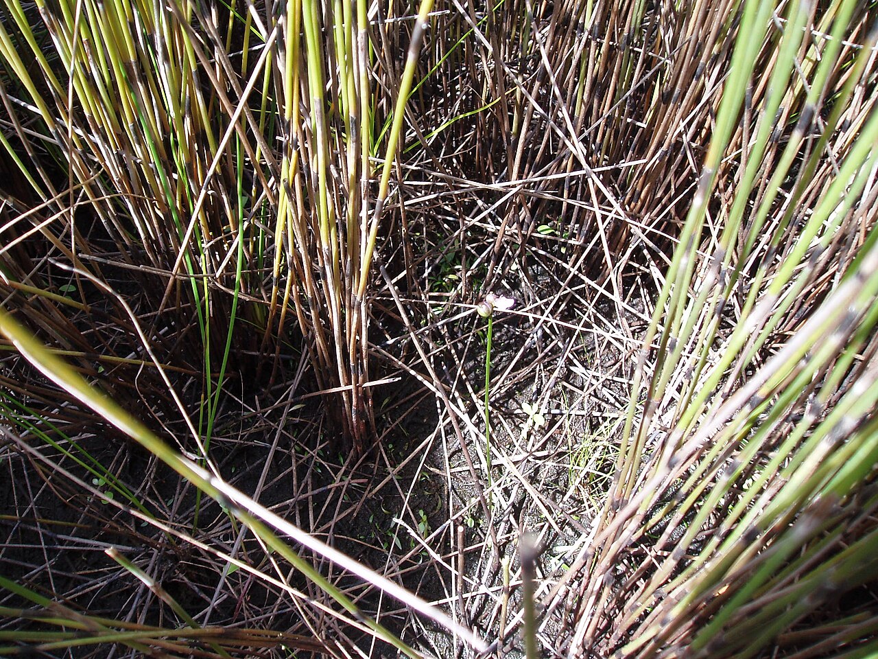 Utricularia dichotoma (Utricularia dichotoma)