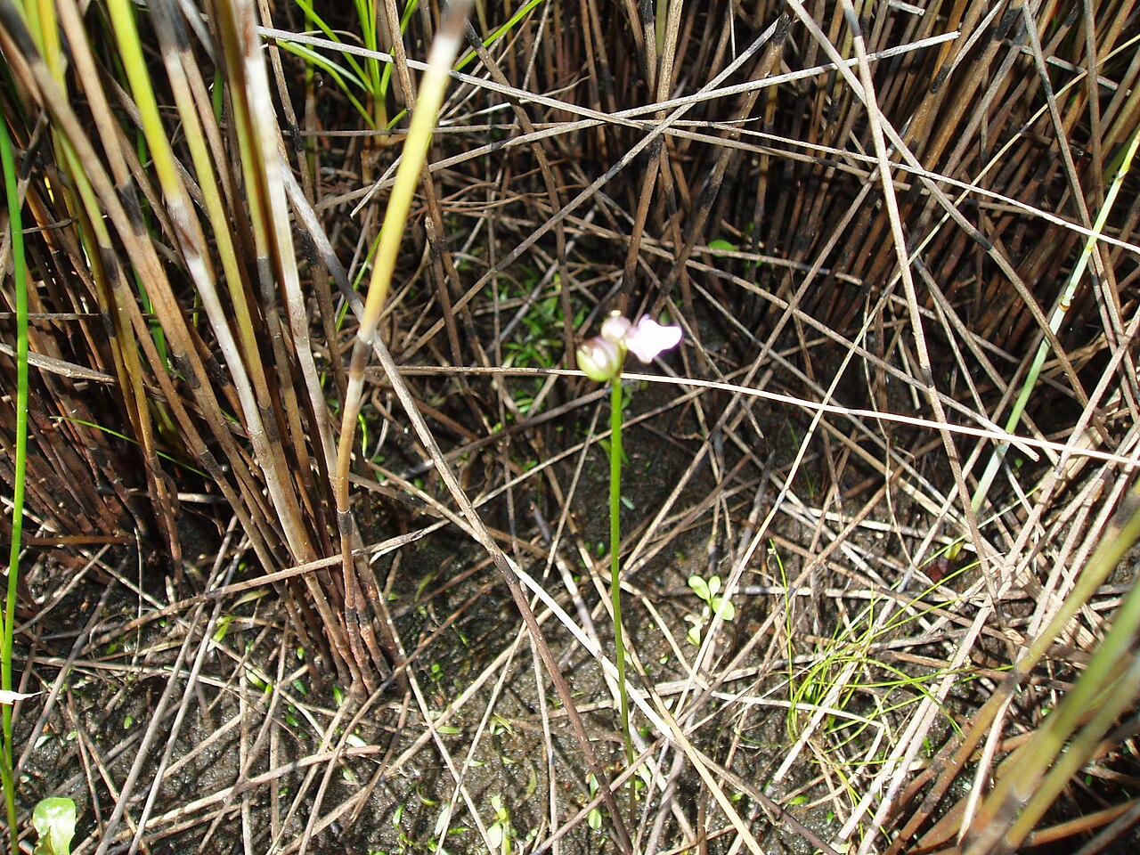 Utricularia dichotoma (Utricularia dichotoma)