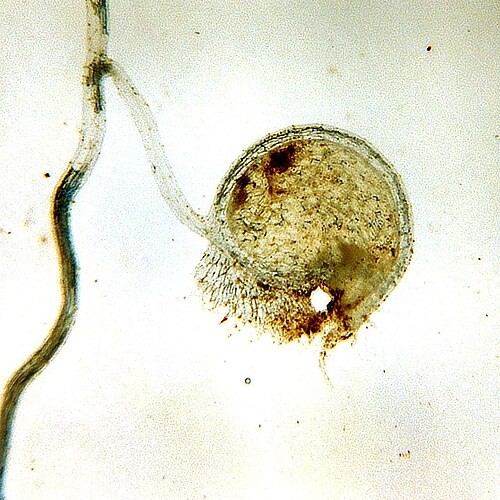 Utricularia dichotoma: Trap of en:Utricularia dichotoma