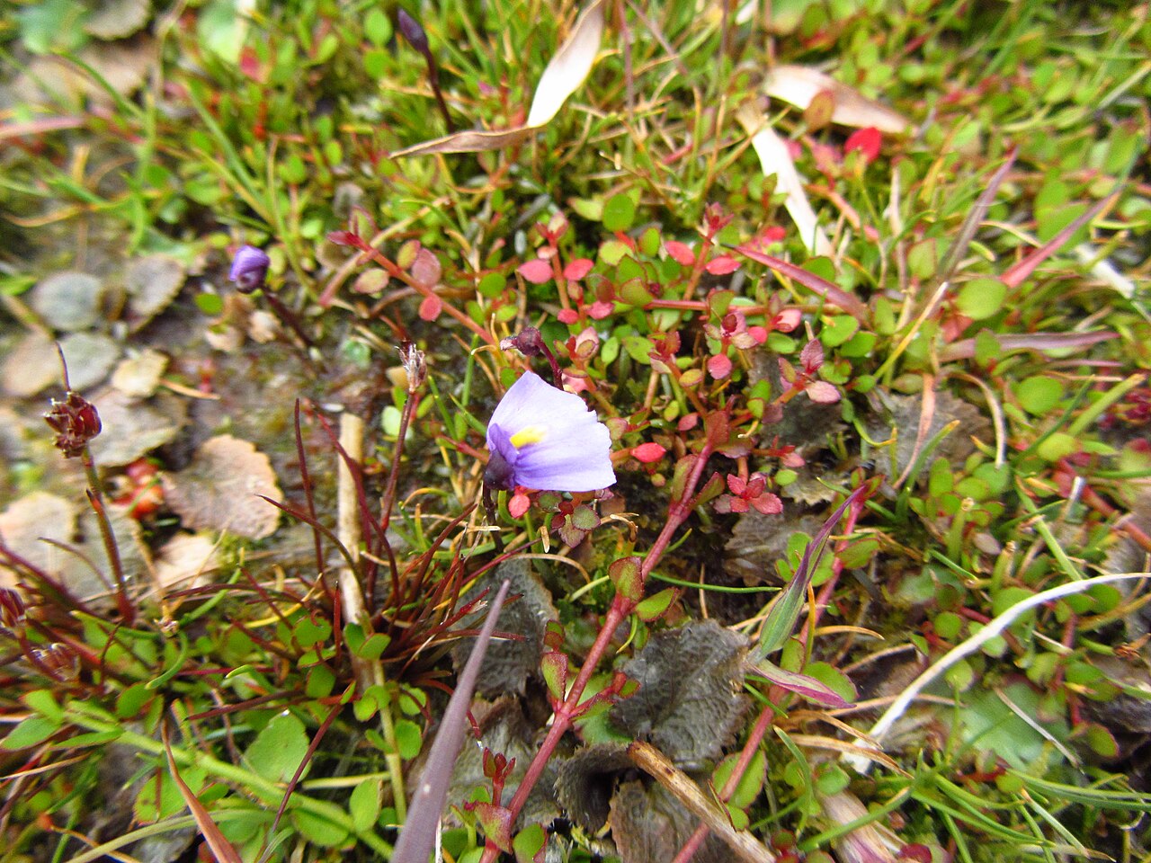 Utricularia dichotoma (Utricularia dichotoma)