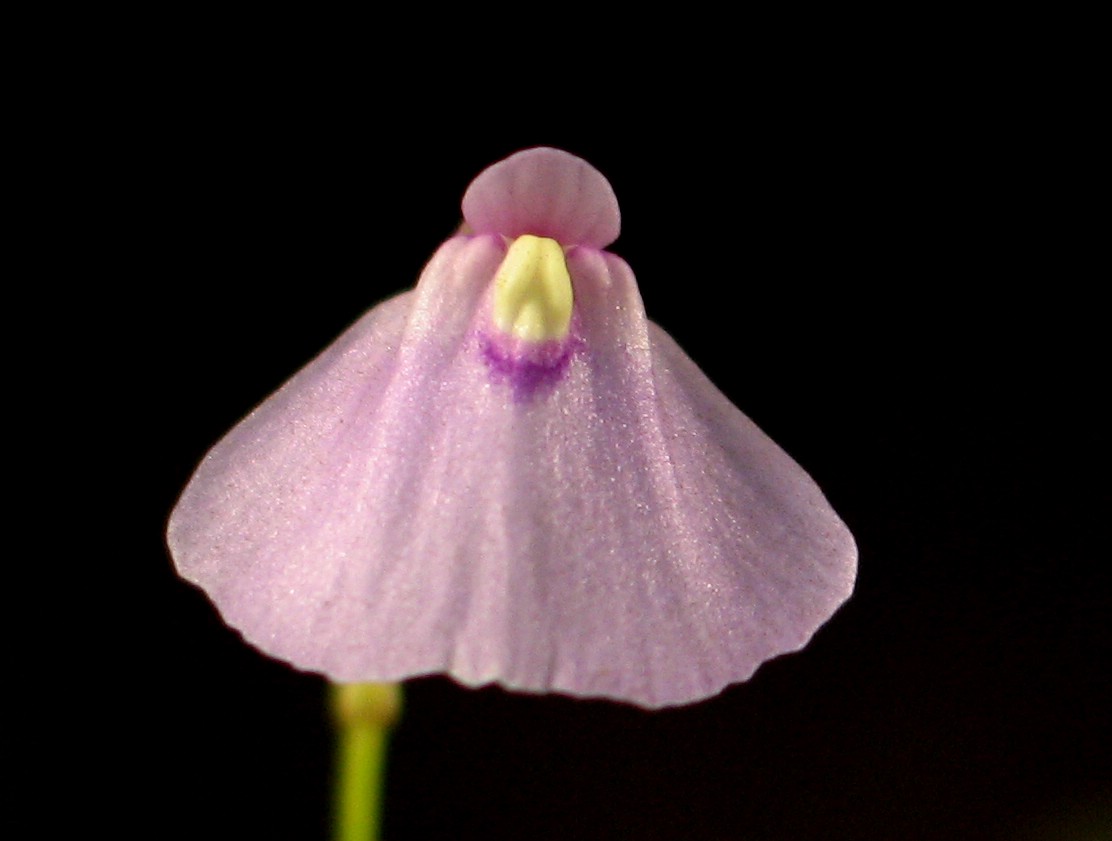 Utricularia dichotoma (Utricularia dichotoma)