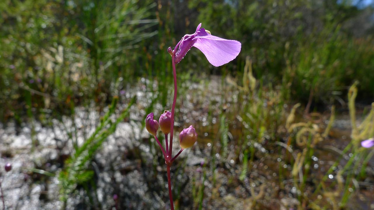 Utricularia dichotoma: Fairy Aprons, Utricularia dichotoma , darker flower. Dharawal National Park, NSW Australia, January 2014.