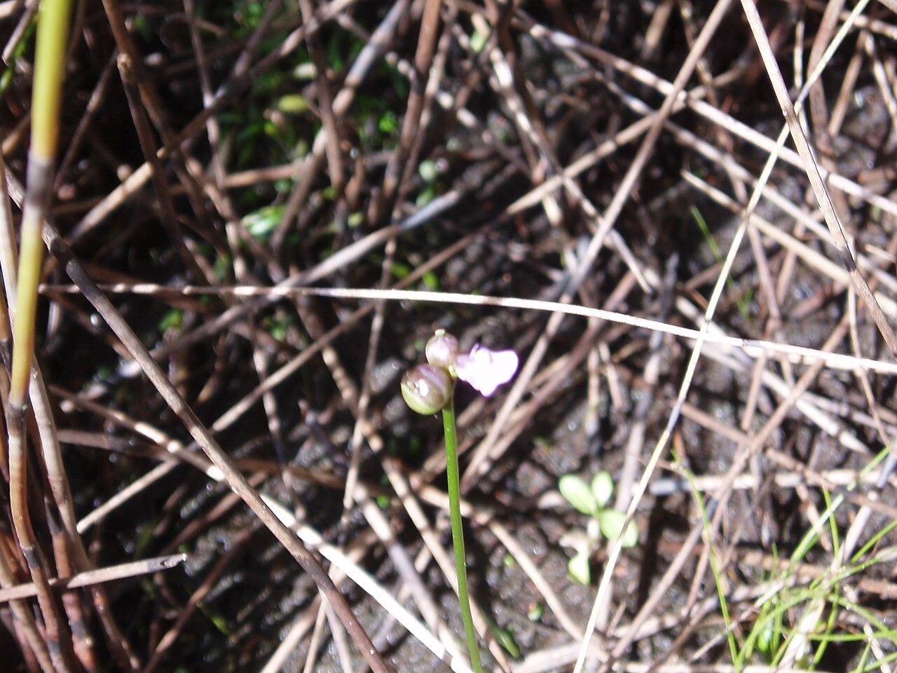 Utricularia dichotoma (Utricularia dichotoma)