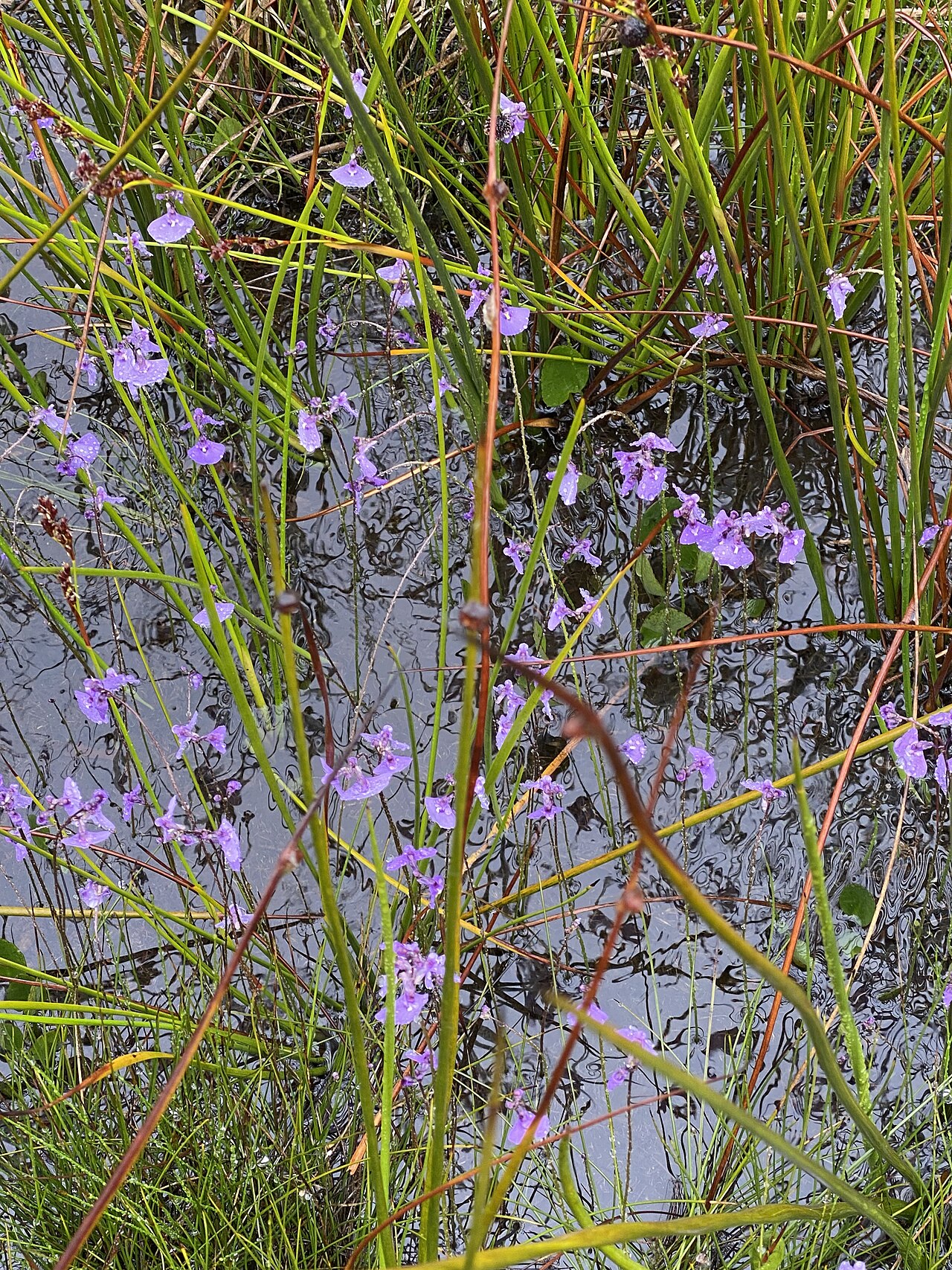 Utricularia dichotoma: Utricularia dichotoma growing in swampland in Kangaloon