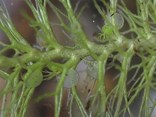 Utricularia dimorphantha: Utricularia dimorphantha