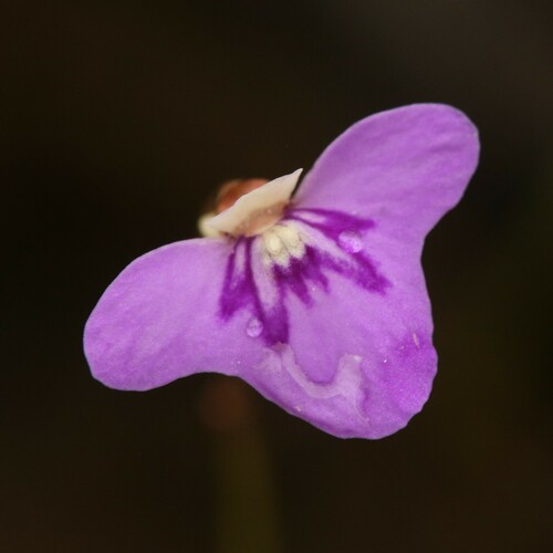 Utricularia disjuncta (Utricularia disjuncta)
