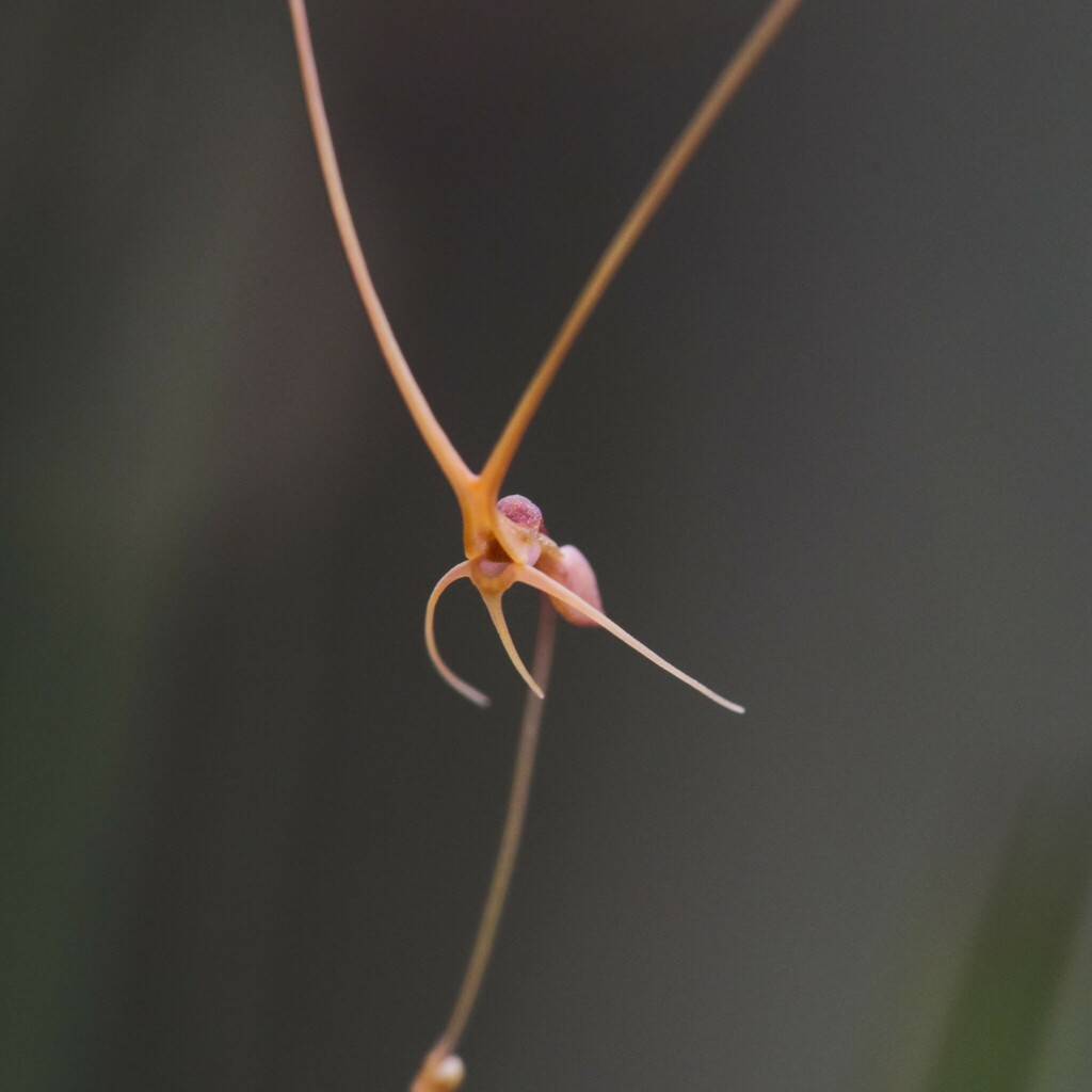 Utricularia dunlopii (Utricularia dunlopii)