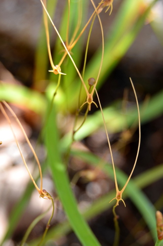Utricularia dunlopii (Utricularia dunlopii)
