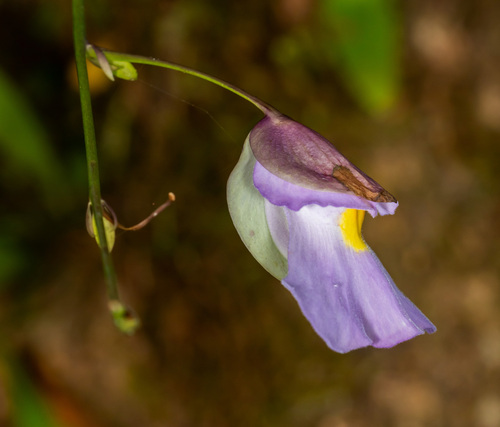 Utricularia endresii (Utricularia endresii)