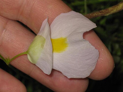Utricularia endresii: Utricularia endresii