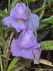 Utricularia endresii (Utricularia endresii)