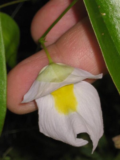 Utricularia endresii: Utricularia endresii