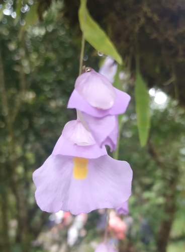 Utricularia endresii (Utricularia endresii)