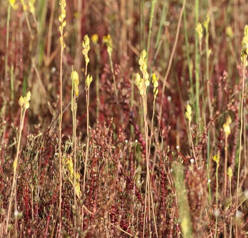 Utricularia erectiflora (Utricularia erectiflora)