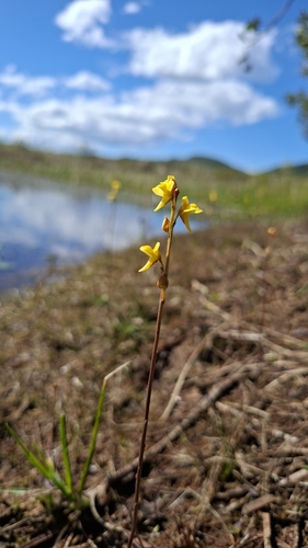 Utricularia erectiflora (Utricularia erectiflora)