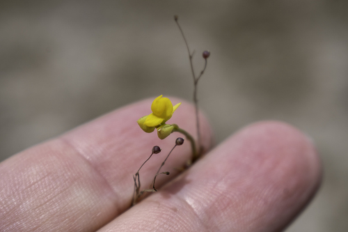 Utricularia erectiflora (Utricularia erectiflora)