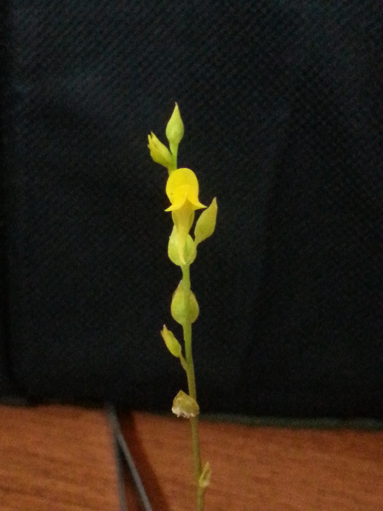 Utricularia erectiflora (Utricularia erectiflora)