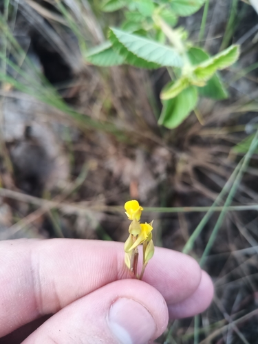 Utricularia erectiflora (Utricularia erectiflora)