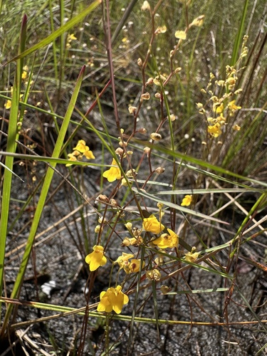 Utricularia fimbriata (Utricularia fimbriata)