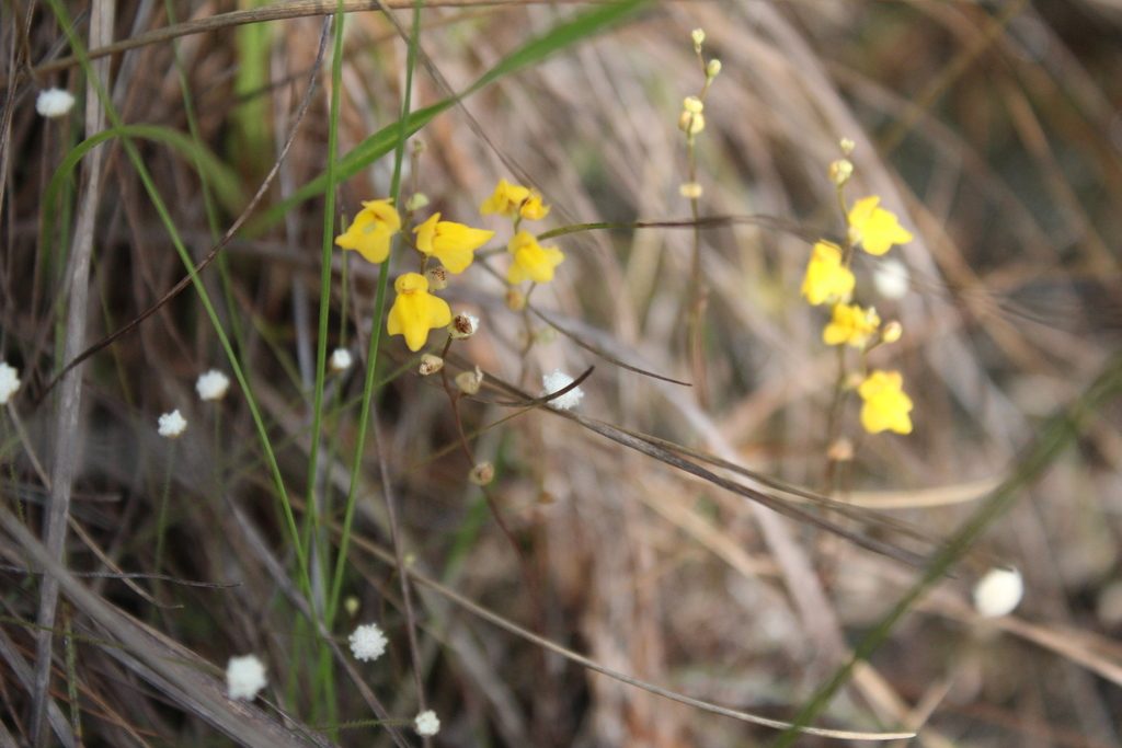 Utricularia fimbriata (Utricularia fimbriata)