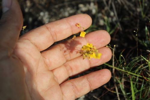 Utricularia fimbriata (Utricularia fimbriata)