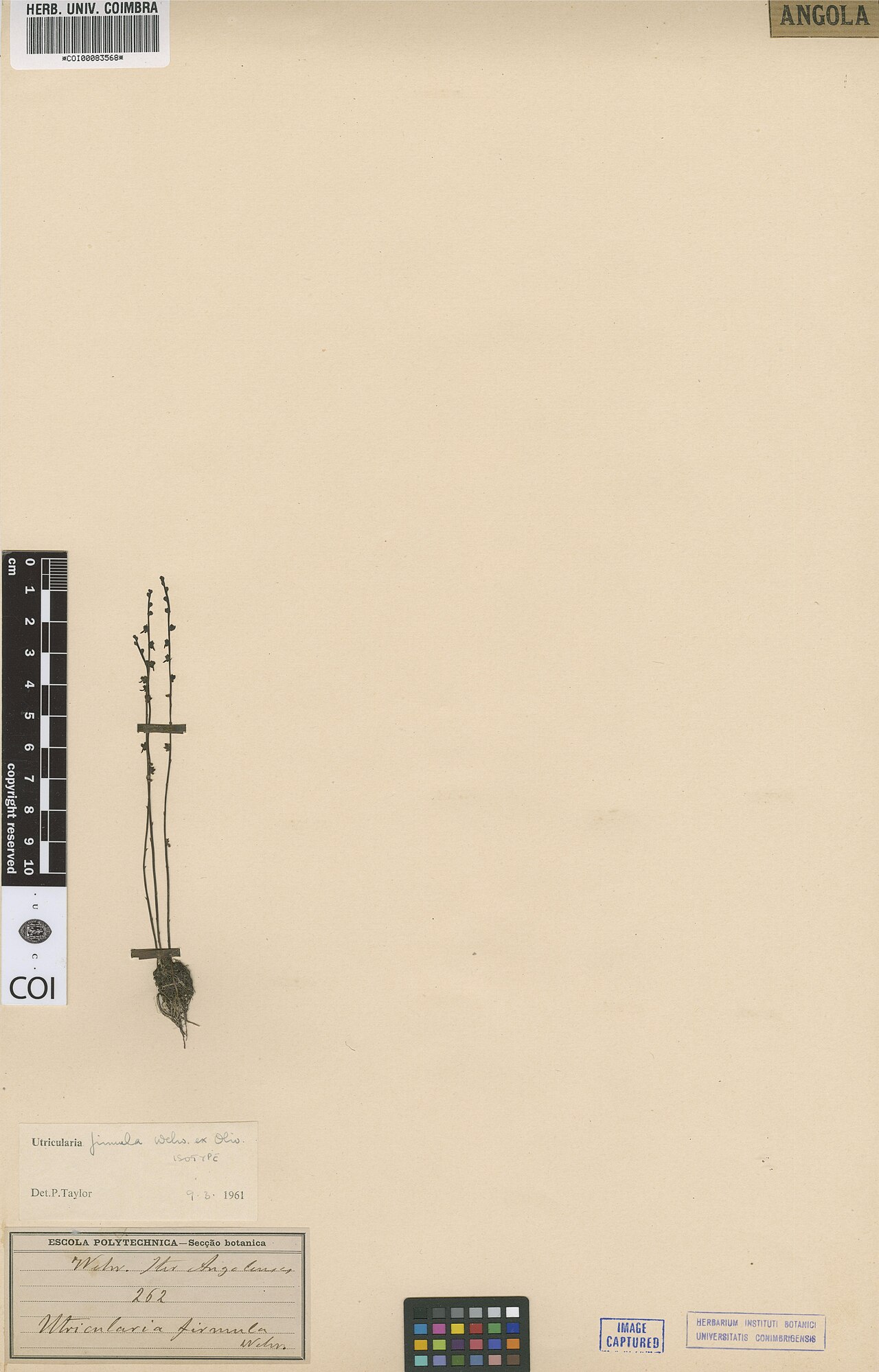 Utricularia firmula: Photograph of Isotype of Utricularia firmula at Herbarium of the University of Coimbra, Portugal (COI). Specimen COI00083568. http://coicatalogue.uc.pt/specimen