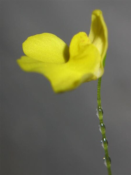 Utricularia flaccida: Utricularia flaccida