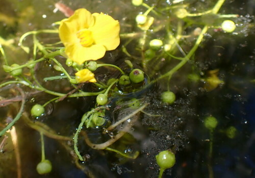 Florida yellow bladderwort (Utricularia floridana)
